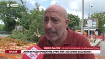 Alberi tagliati per “riqualificare” una piazza a Vibo, insorge il Wwf: «Scempio ambientale»
