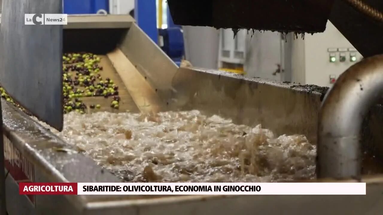 Sibaritide: olivicoltura, economia in ginocchio
