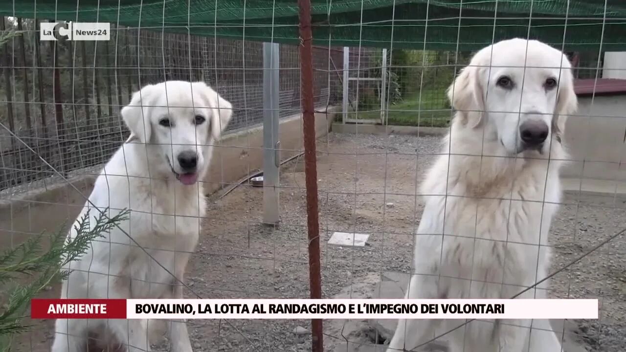 Bovalino, la lotta al randagismo e l’impegno dei volontari