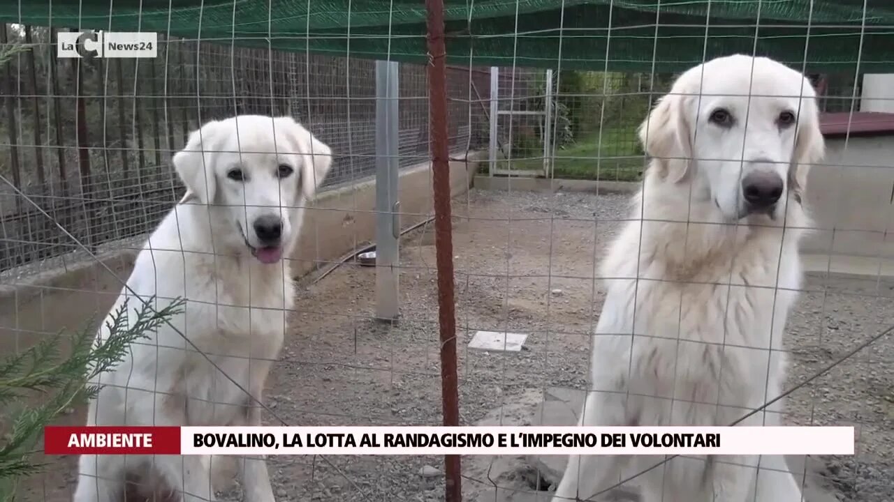 Cagnolino picchiato e torturato nel Reggino, la nuova vita di Pluto grazie ai volontari di Anime randagie