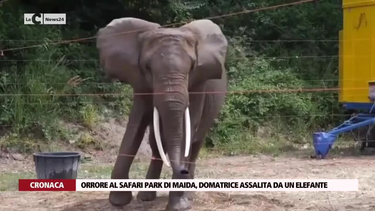 Orrore al Safari Park di Maida, domatrice assalita da un elefante