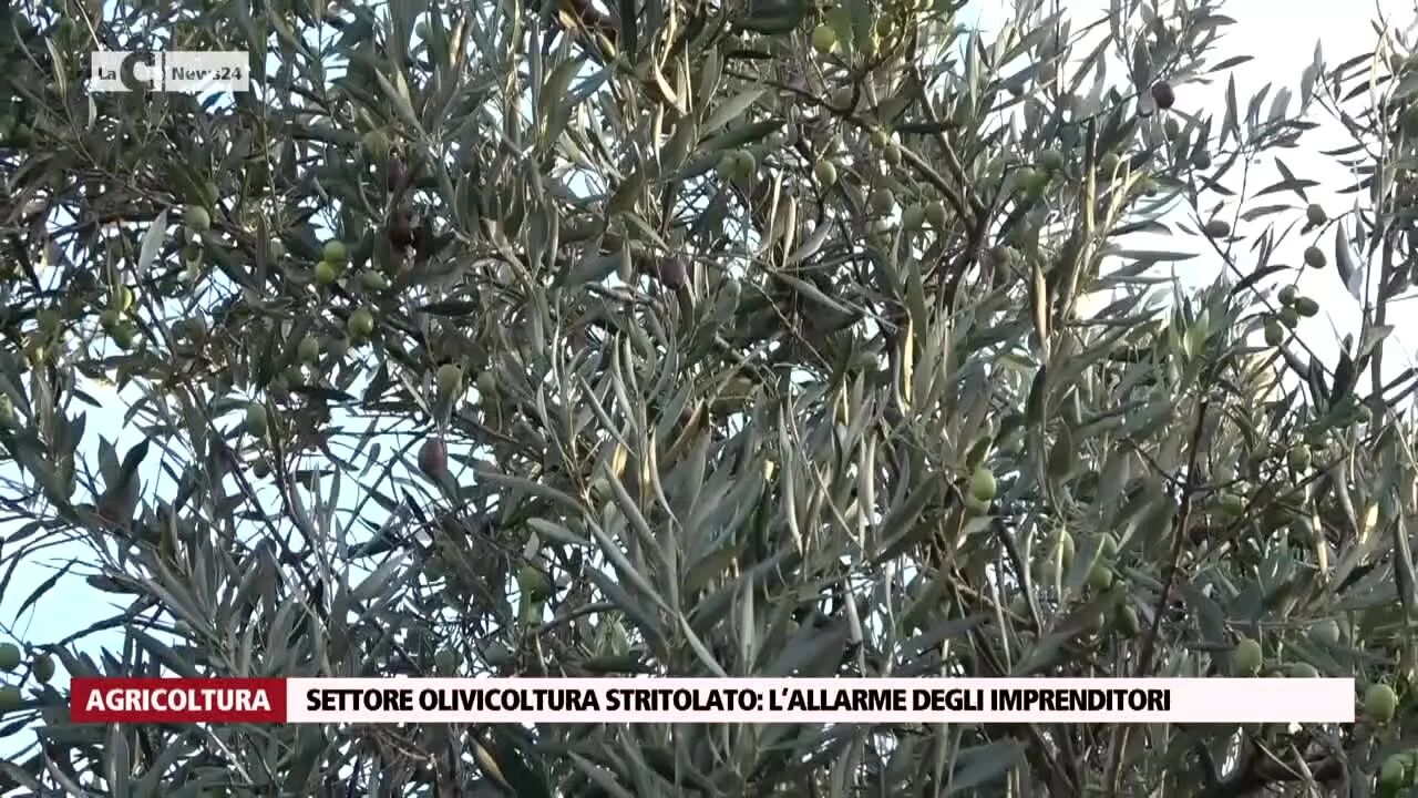 Settore olivicoltura stritolato: l’allarme degli imprenditori