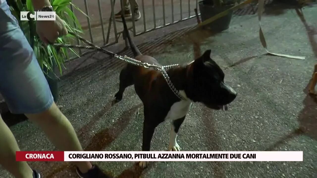 Corigliano Rossano, pitbull azzanna mortalmente due cani