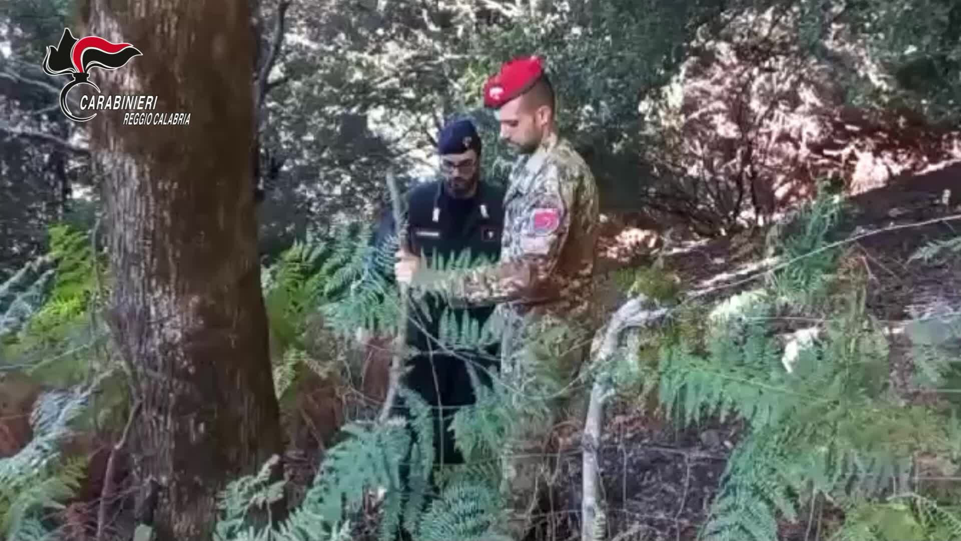 Due piantagioni di marijuana scoperte e distrutte nella locride