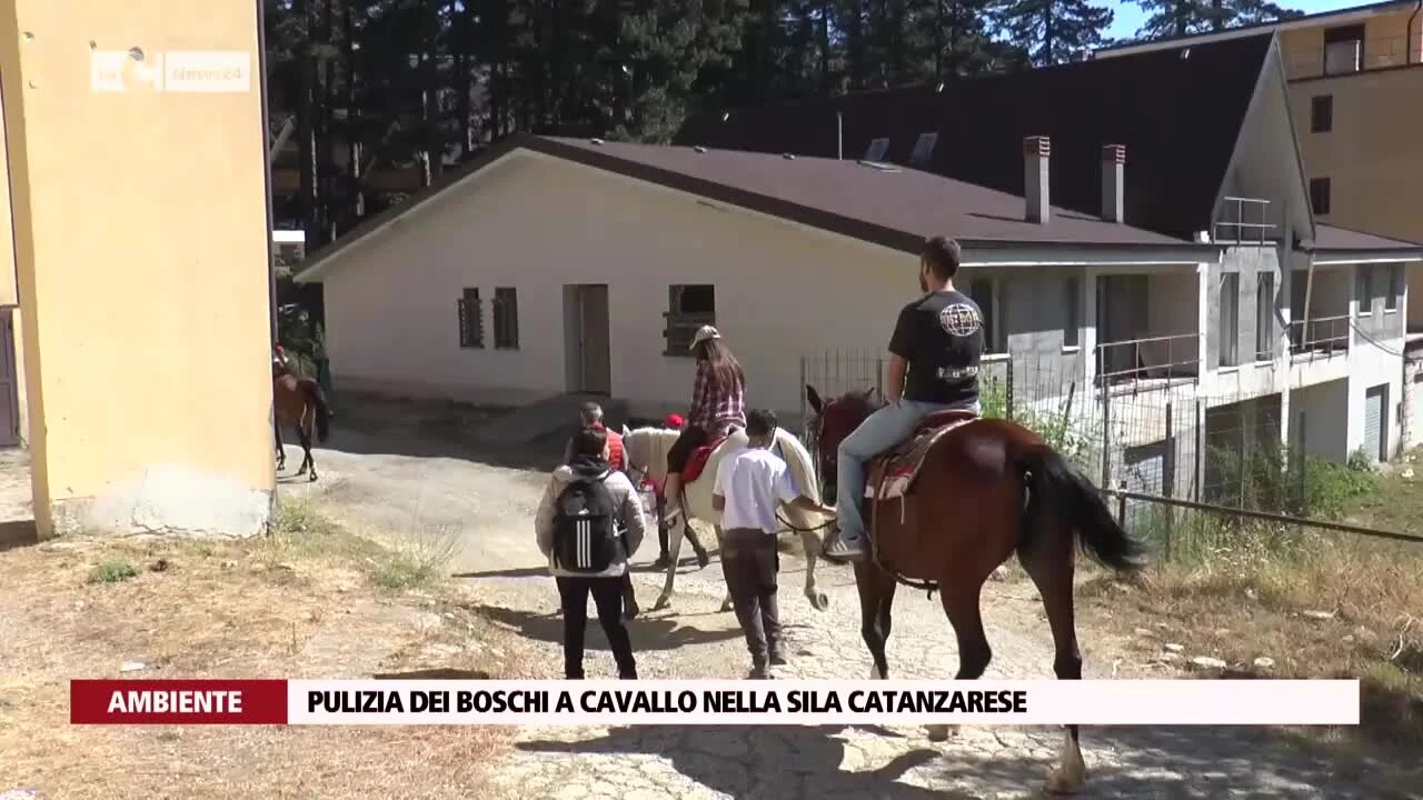 Pulizia dei boschi a cavallo nella Sila catanzarese