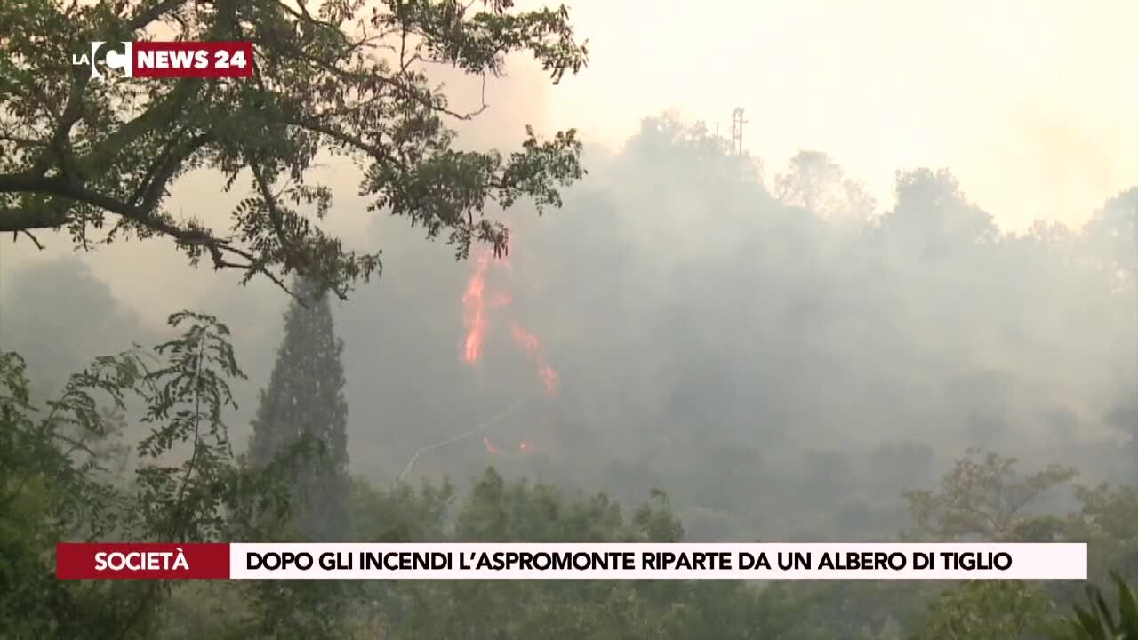 Dopo gli incendi l’Aspromonte riparte da un albero di Tiglio