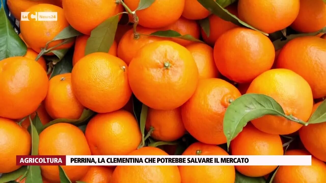 Perrina, la clementina che potrebbe salvare il mercato