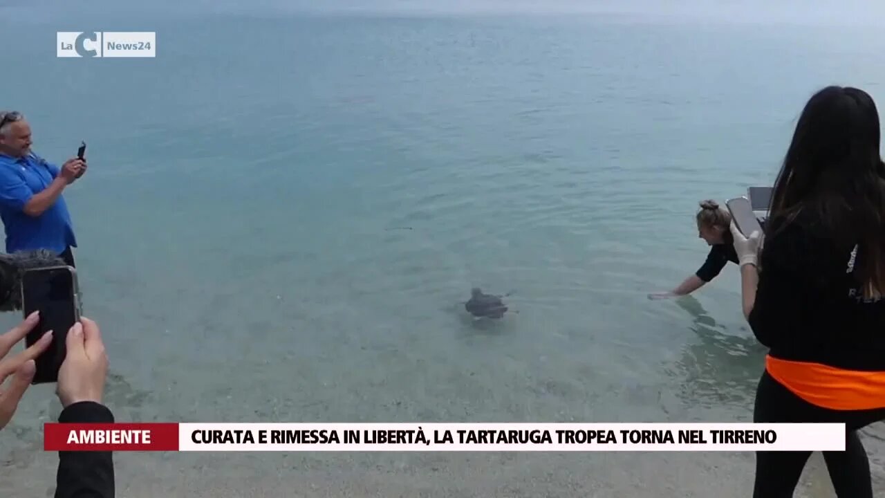 Curata e rimessa in libertà, la tartaruga Tropea torna nel Tirreno