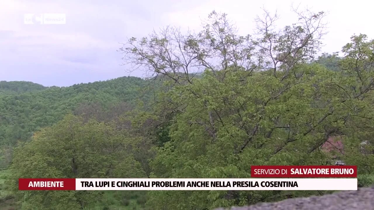 Tra lupi e cinghiali problemi anche nella Presila cosentina