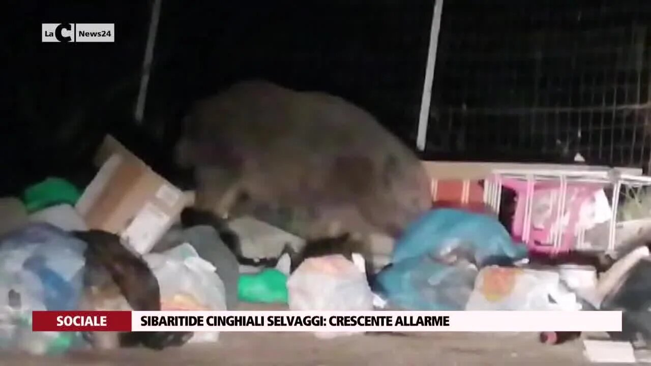 Sibaritide cinghiali selvaggi: crescente allarme