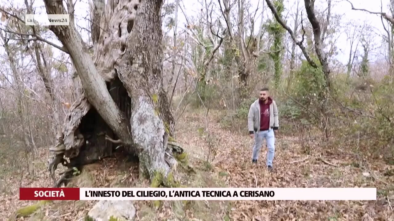 L’innesto del ciliegio, l’antica tecnica a Cerisano