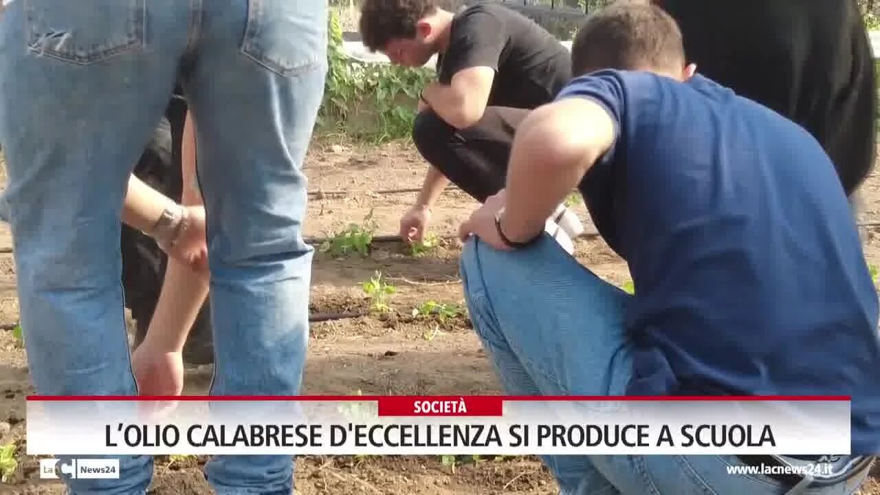 Dalla scuola alla terra: l’azienda agricola del Majorana di Corigliano Rossano centro di eccellenza per la produzione dell’olio