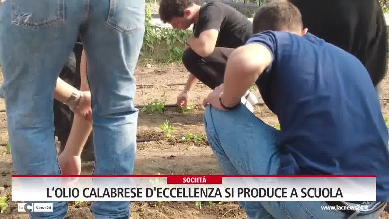 L’olio calabrese d'eccellenza si produce a scuola