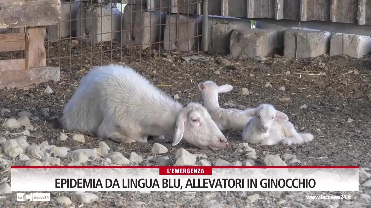 Epidemia da lingua blu, allevatori in ginocchio