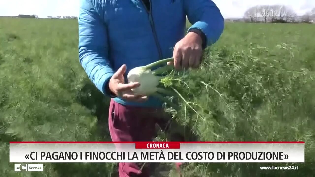 «Ci pagano i finocchi la metà del costo di produzione»