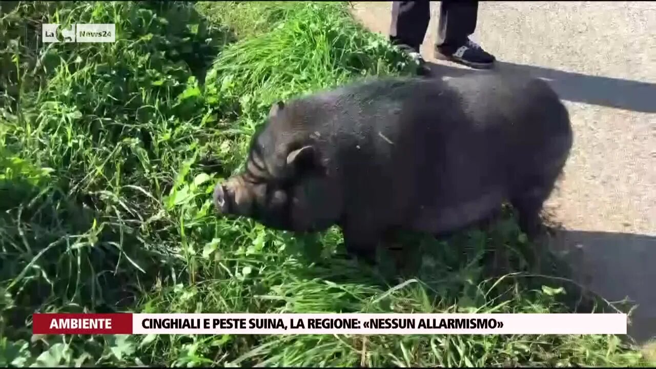 Cinghiali e peste suina, la regione: «Nessun allarmismo»