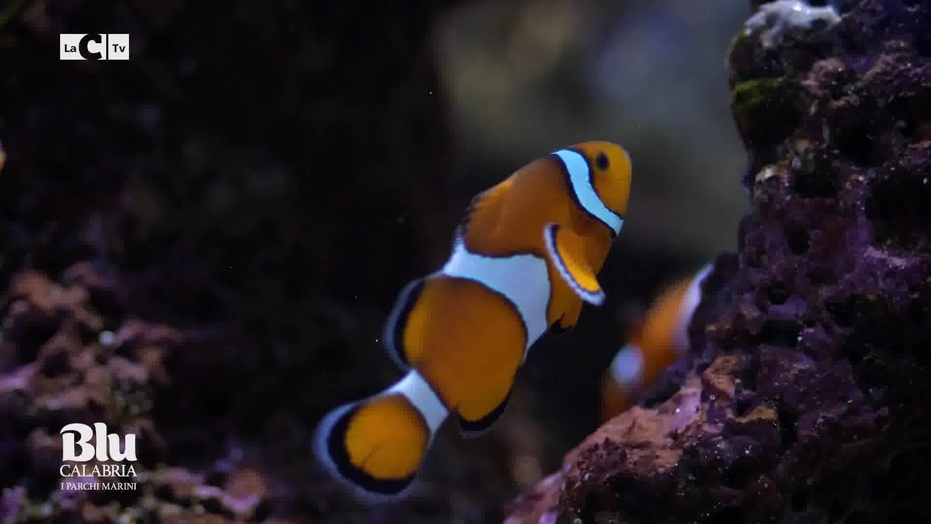 Il pesce pagliaccio ora nuota anche nei nostri mari, ecco come il caldo sta cambiando la fauna marina