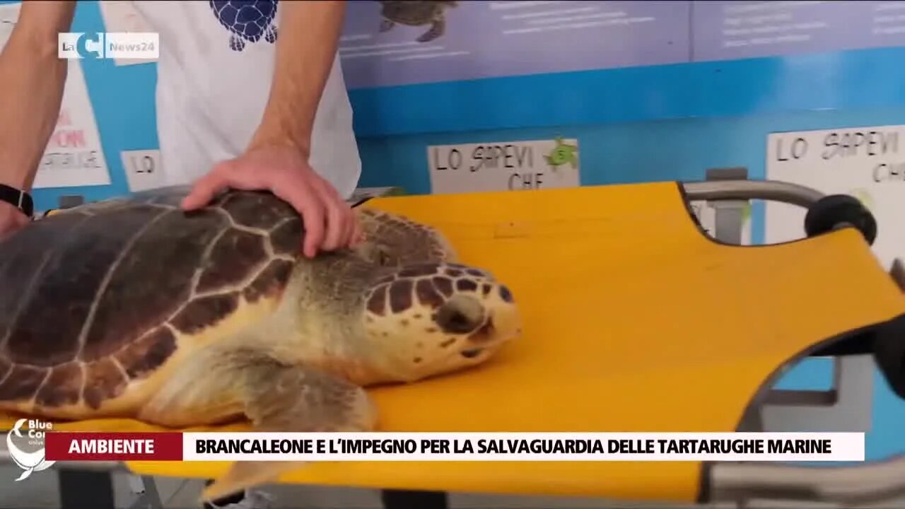 Tartarughe marine, a Brancaleone un ospedale gestito da volontari: 700 esemplari salvati dal 2006
