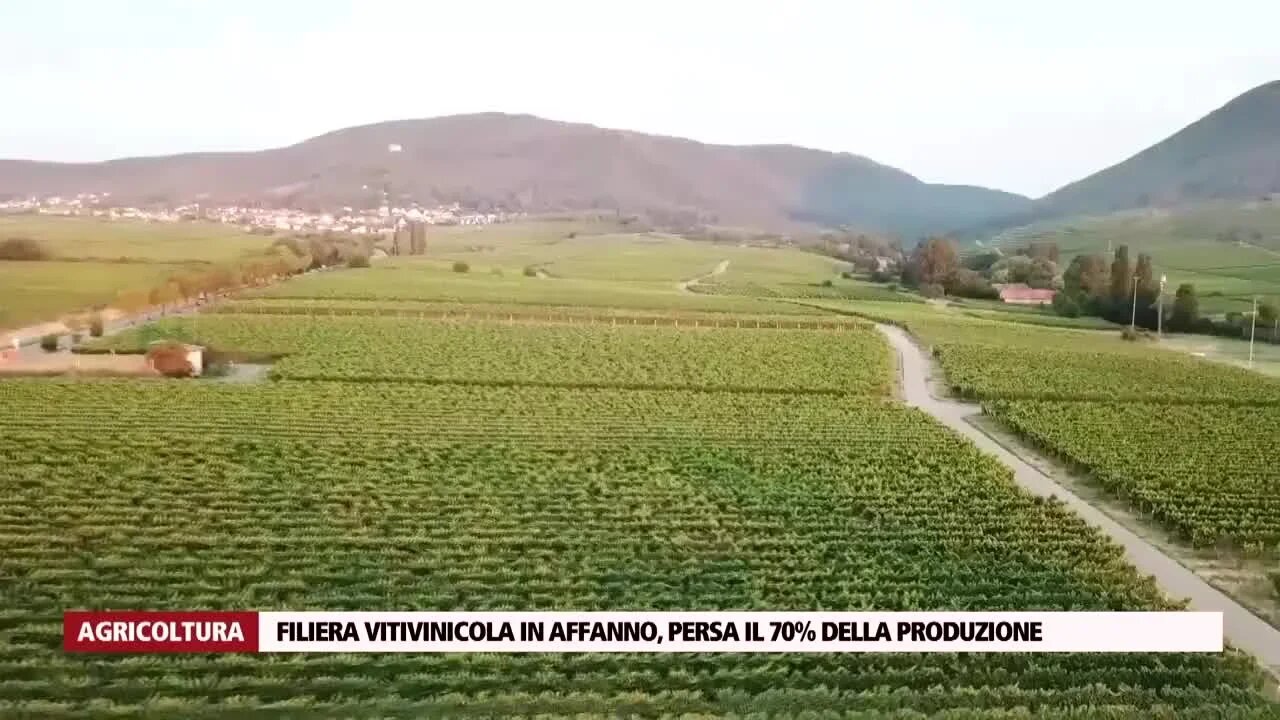 Filiera vitivinicola in affanno, persa il 70% della produzione