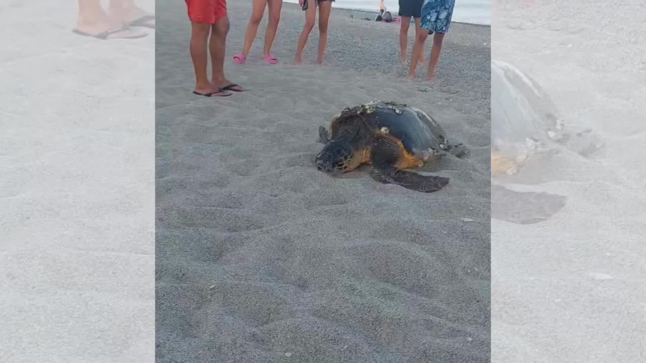 Tartaruga sulla spiaggia di Siderno