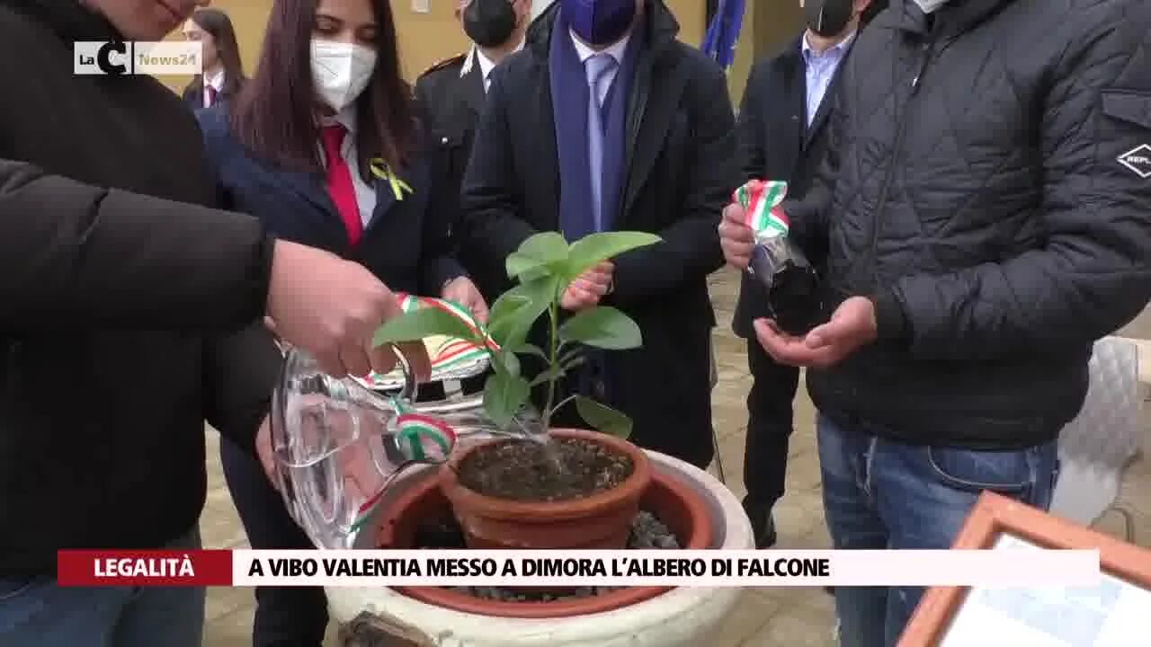 A Vibo Valentia messo a dimora l’albero di Falcone