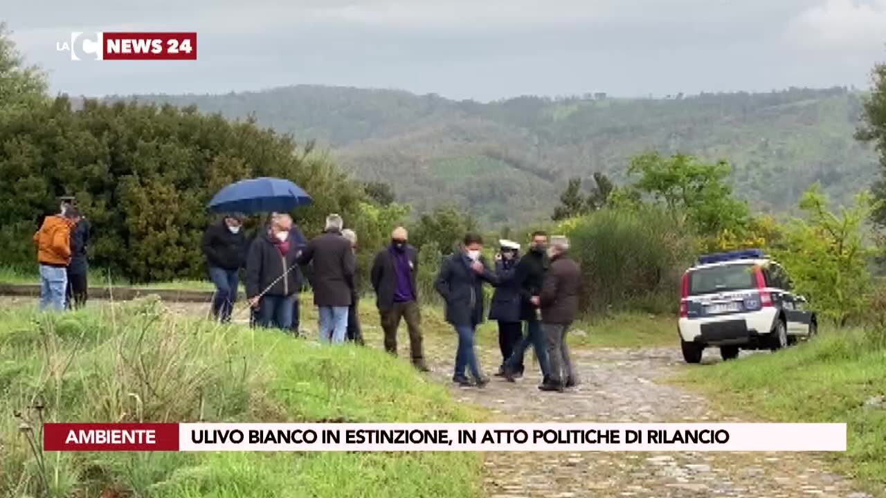 Ulivo bianco in estinzione, in atto politiche di rilancio