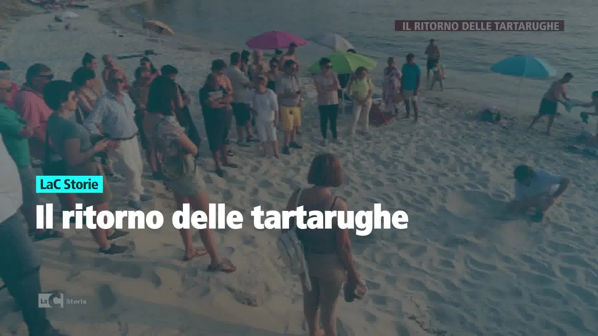 Il ritorno della “regina” sulle spiagge vibonesi: la nascita delle tartarughe marine nella nuova puntata di LaC Storie -VIDEO