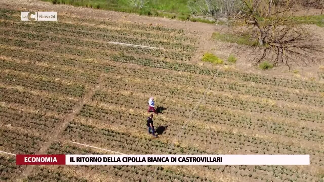 Il ritorno della cipolla bianca di Castrovillari