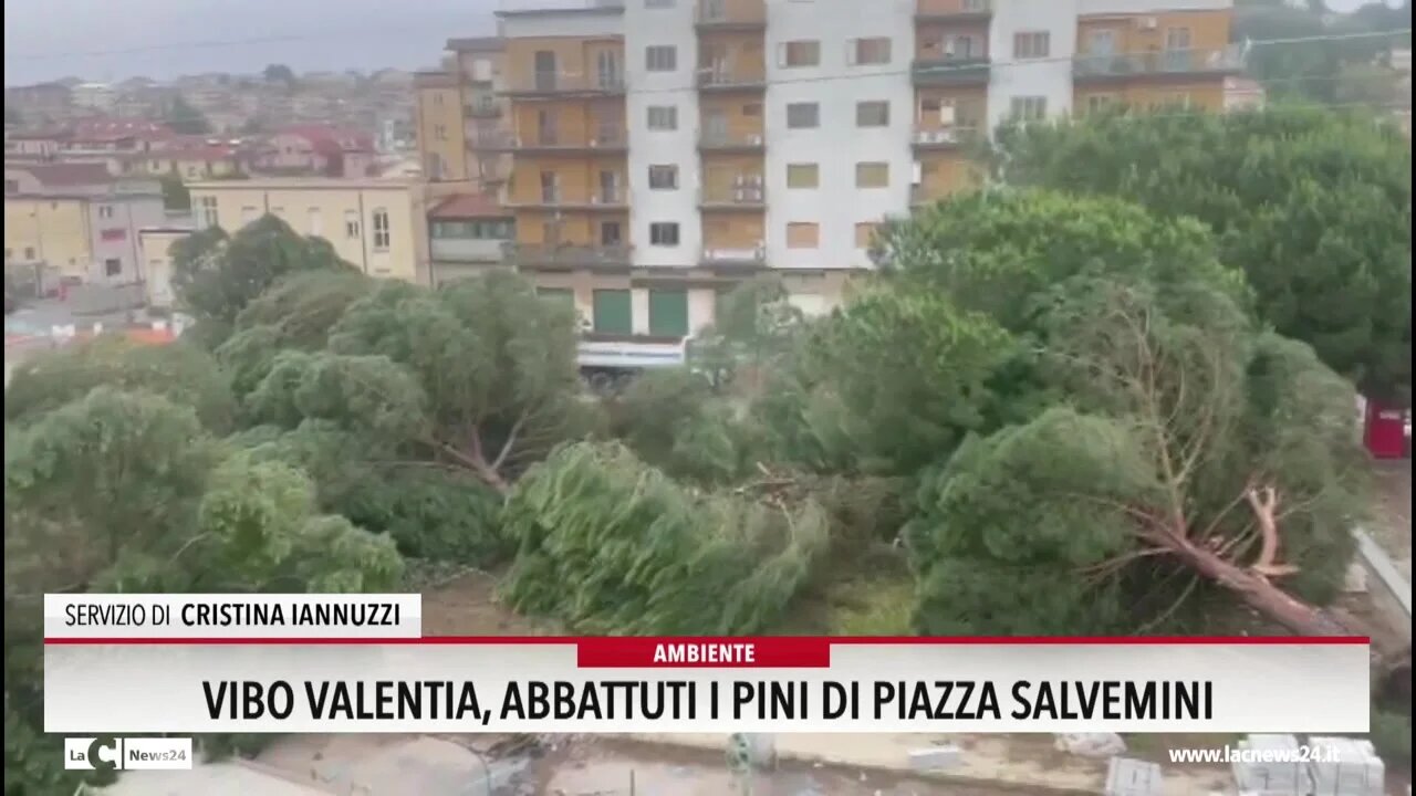 Abbattuti i pini di piazza Salvemini, Italia nostra: «Il Comune ha voluto mettere il Tar di fronte al fatto compiuto» -VIDEO