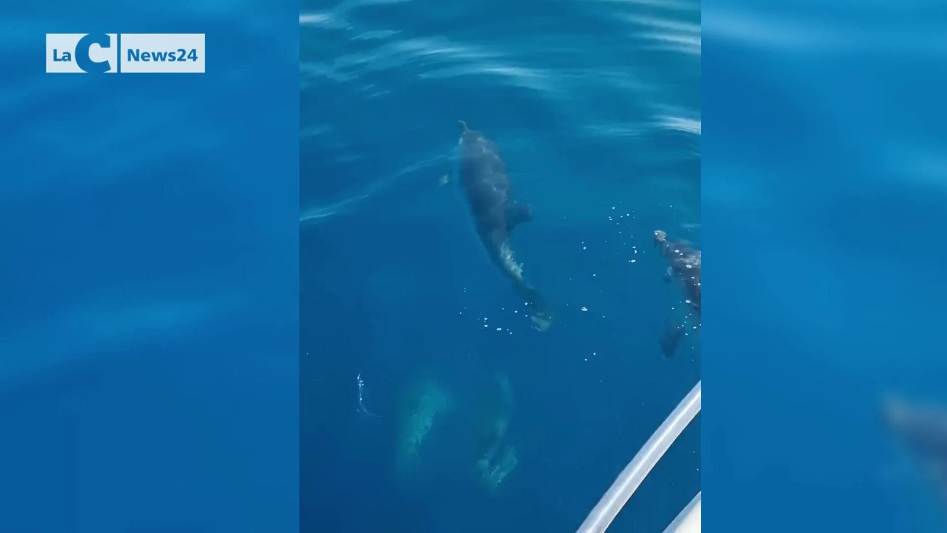 Il ballo dei delfini nel blu del mare di Trebisacce: lo spettacolo al largo della costa jonica -Video