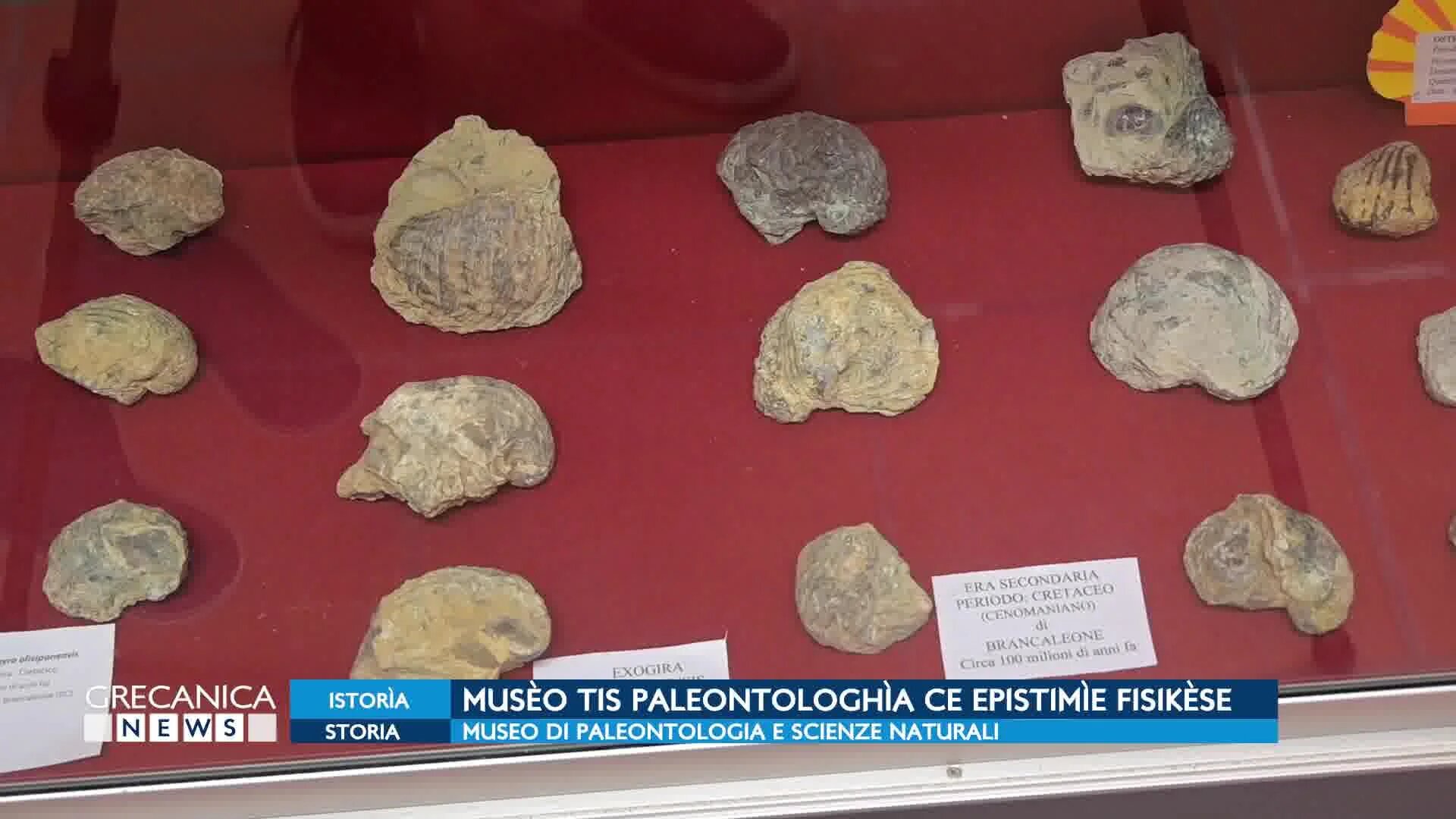 Oltre 15mila fossili testimoni di una storia millenaria, benvenuti al Museo di Paleontologia di Bova