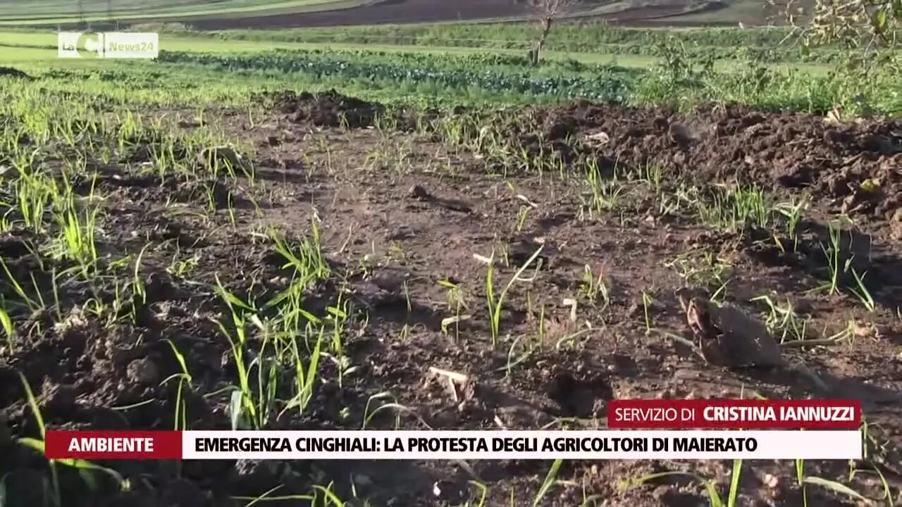 Emergenza cinghiali: la protesta degli agricoltori di Maierato