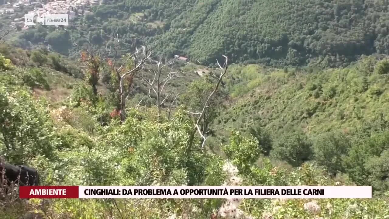 Cinghiali: da problema a opportunità per la filiera delle carni