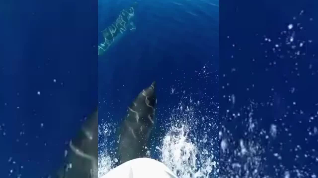 Gruppo di delfini avvistato al largo di Fiumefreddo: ecco il video dell'emozionante incontro