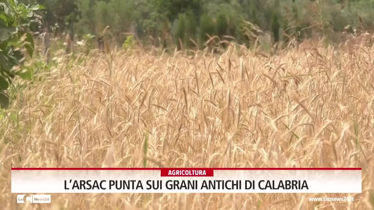 L’Arsac punta sull’oro giallo della Calabria: farine e grani antichi tra storia e biodiversità