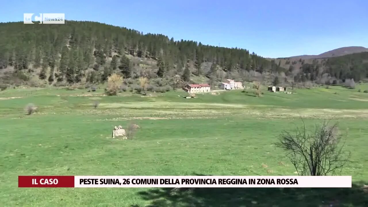 Peste suina, 26 comuni della provincia reggina in zona rossa