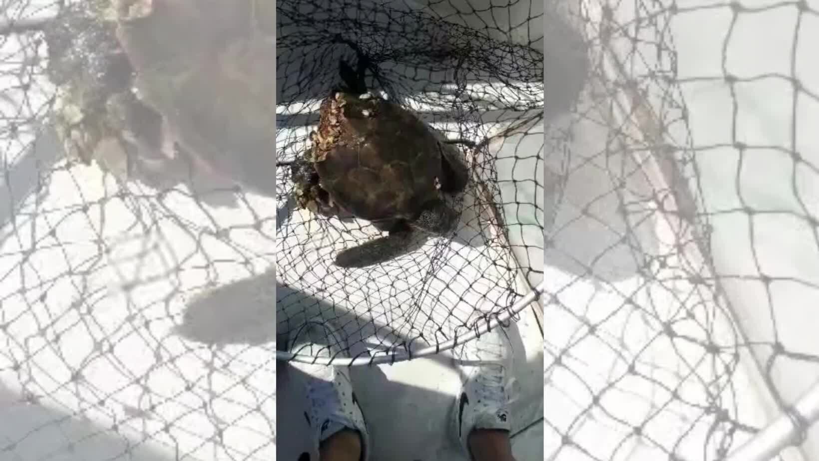 Corigliano-Rossano, tartaruga in difficoltà salvata da due giovani in barca | VIDEO