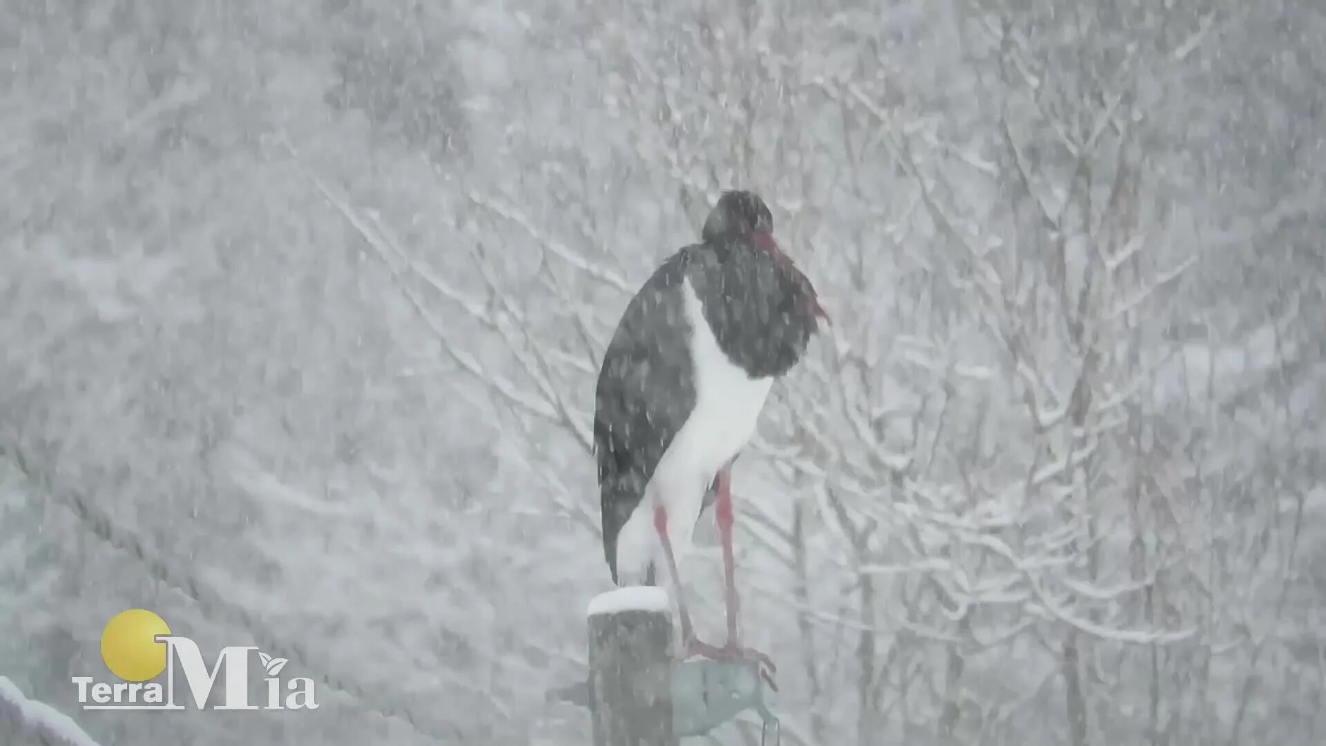 Grifoni, cicogne nere, gruccioni: la Sila terra di rari e spettacolari esemplari di uccelli. Parola dell’esperto Congi