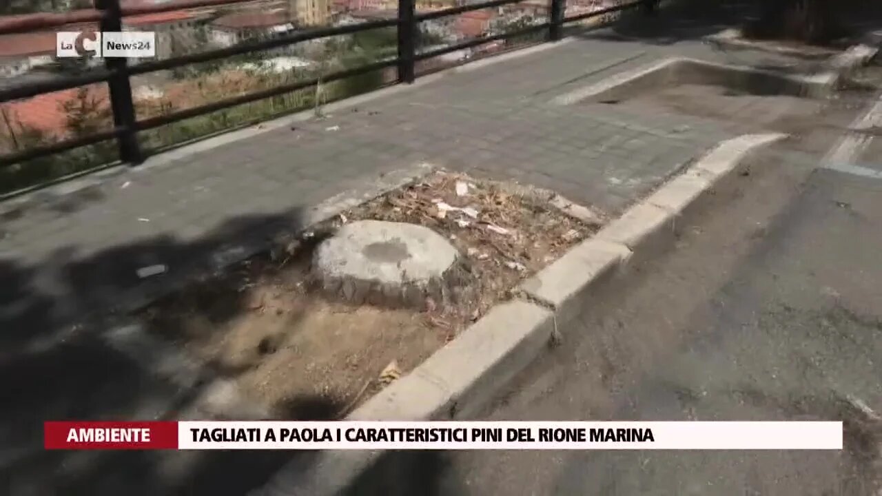 Tagliati a Paola i caratteristici pini del rione marina