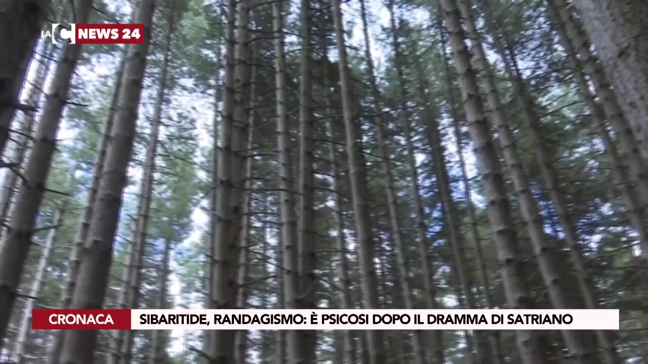 Sibaritide, randagismo: è psicosi dopo il dramma di Satriano