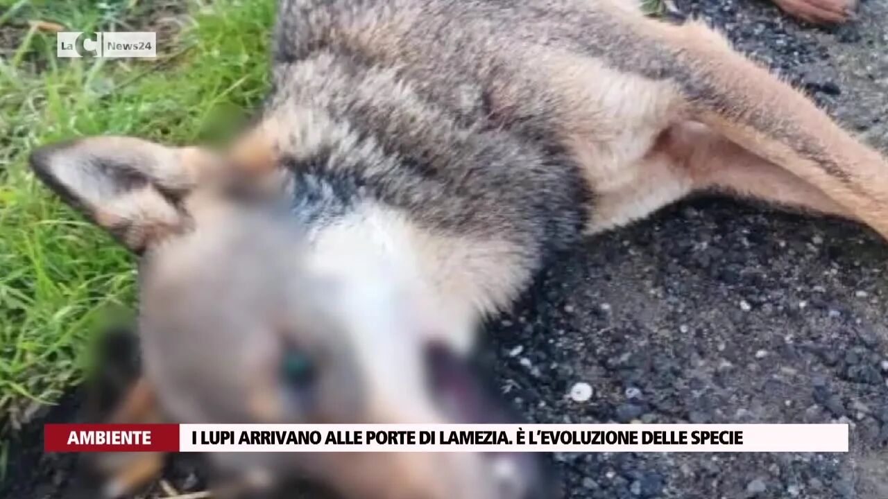 I lupi arrivano alle porte di Lamezia. È l’evoluzione delle specie