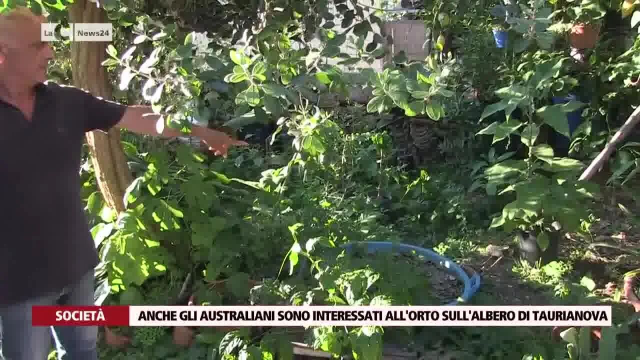 Anche gli australiani sono interessati all'orto sull'albero di Taurianova