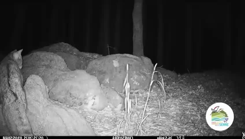 Parco delle Serre, al via il progetto di monitoraggio del gatto selvatico: in campo anche l’Unical -Video
