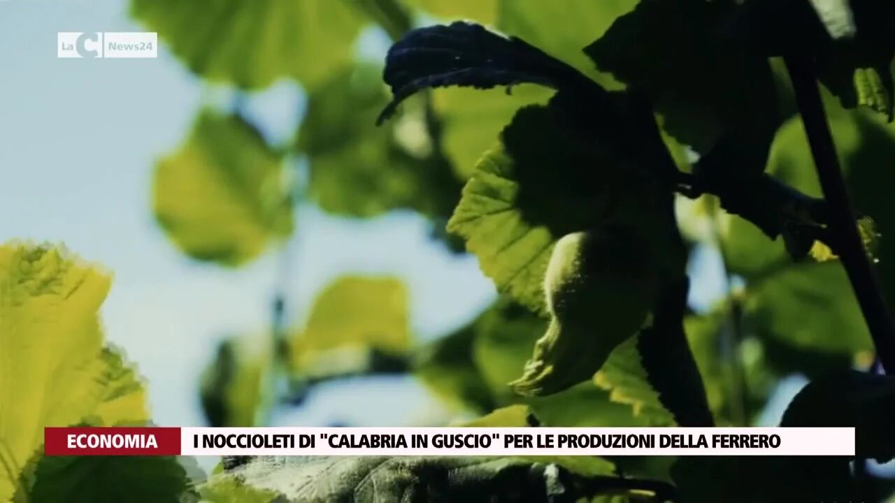 I noccioleti di "Calabria in guscio" per le produzioni della Ferrero