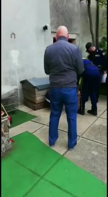 Mendicino, sequestrati 7 pitbull usati per combattimenti