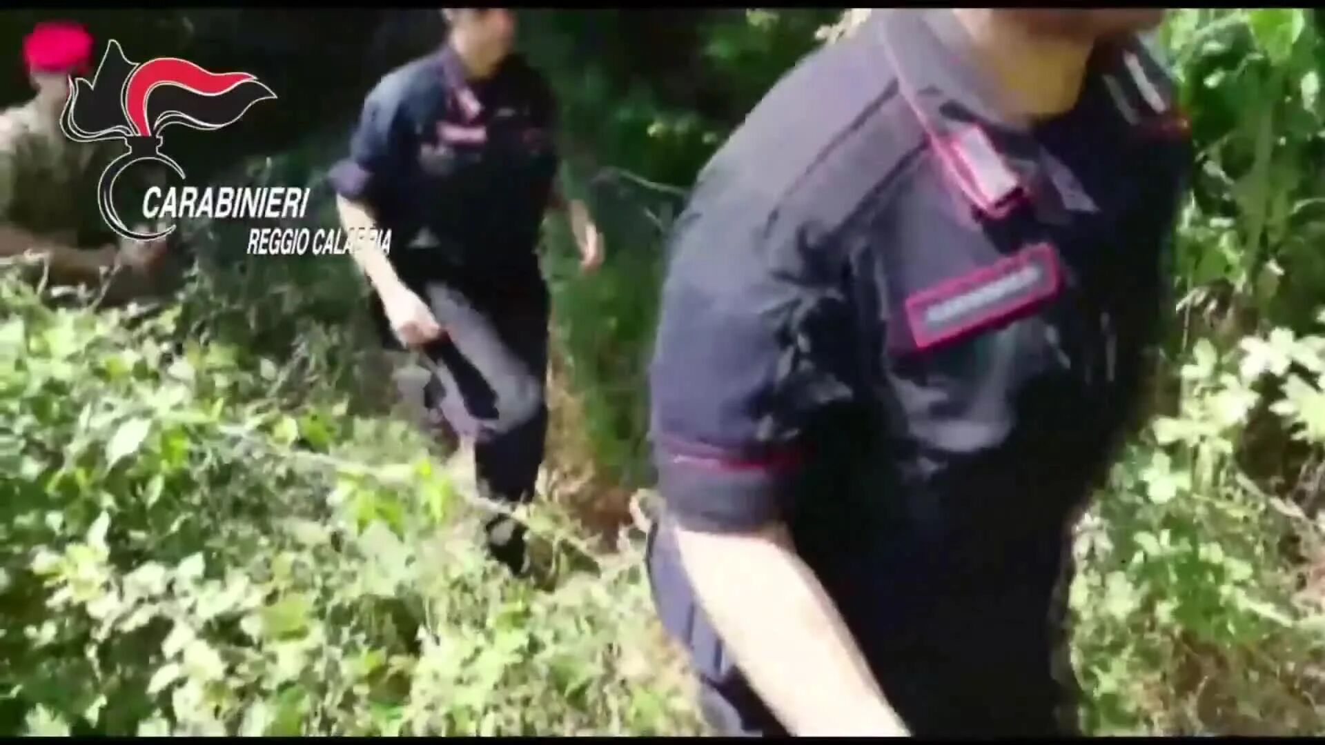 I carabinieri sequestrano 2 piantagioni di marijuana del valore di oltre 2 milioni di euro