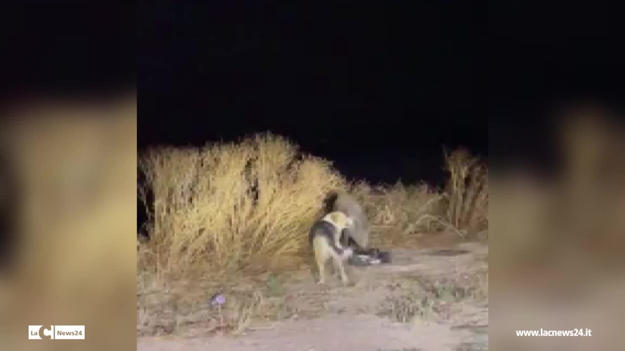 Cinghiali e randagi si contendono il cibo in pieno centro a Vibo, la denuncia: «Anche una passeggiata serale ora fa paura» - VIDEO