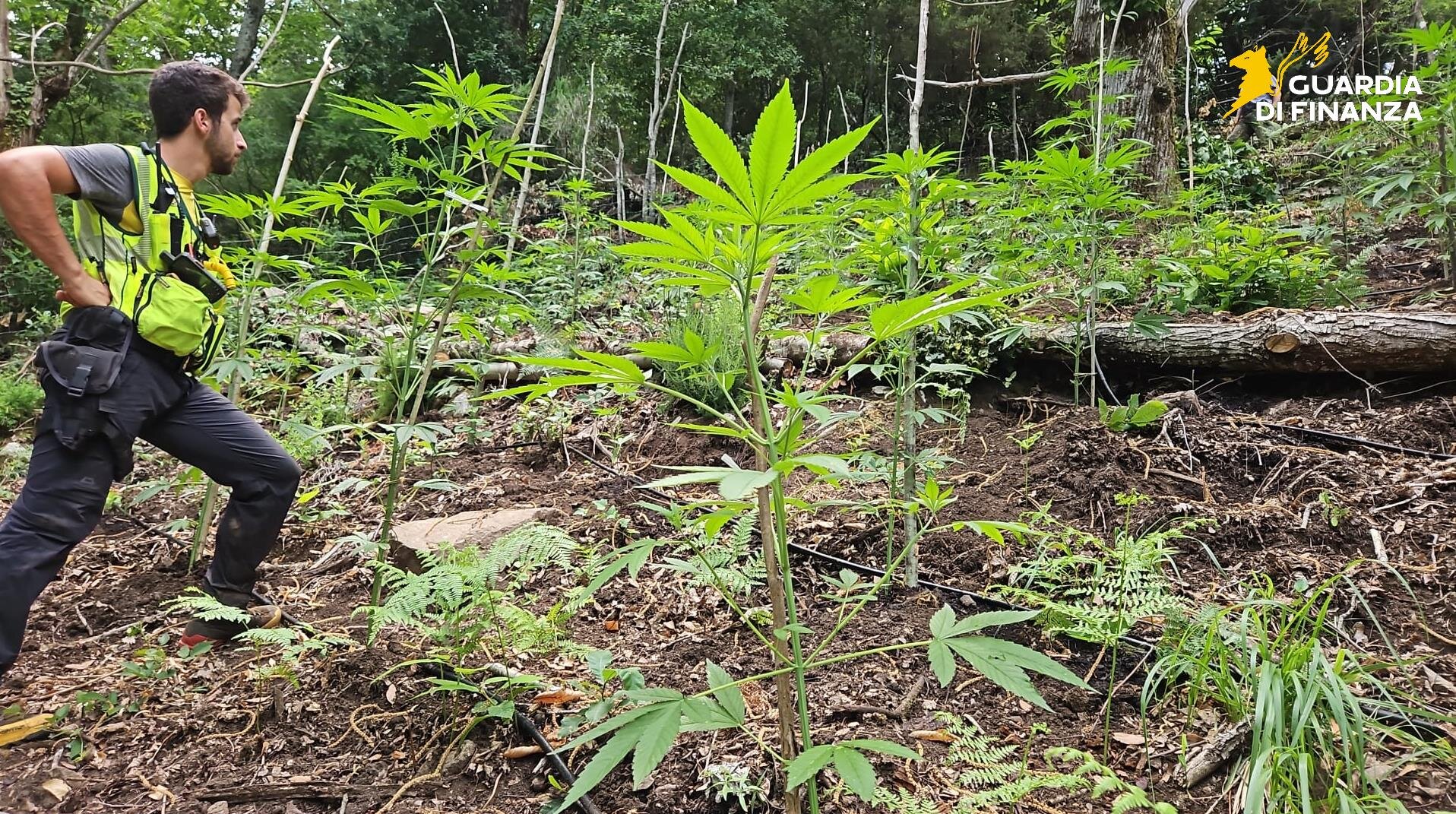 Fabrizia, sequestrate 4 maxi piantagioni di marijuana: 1350 piante per un valore di 1,3 milioni di euro - VIDEO