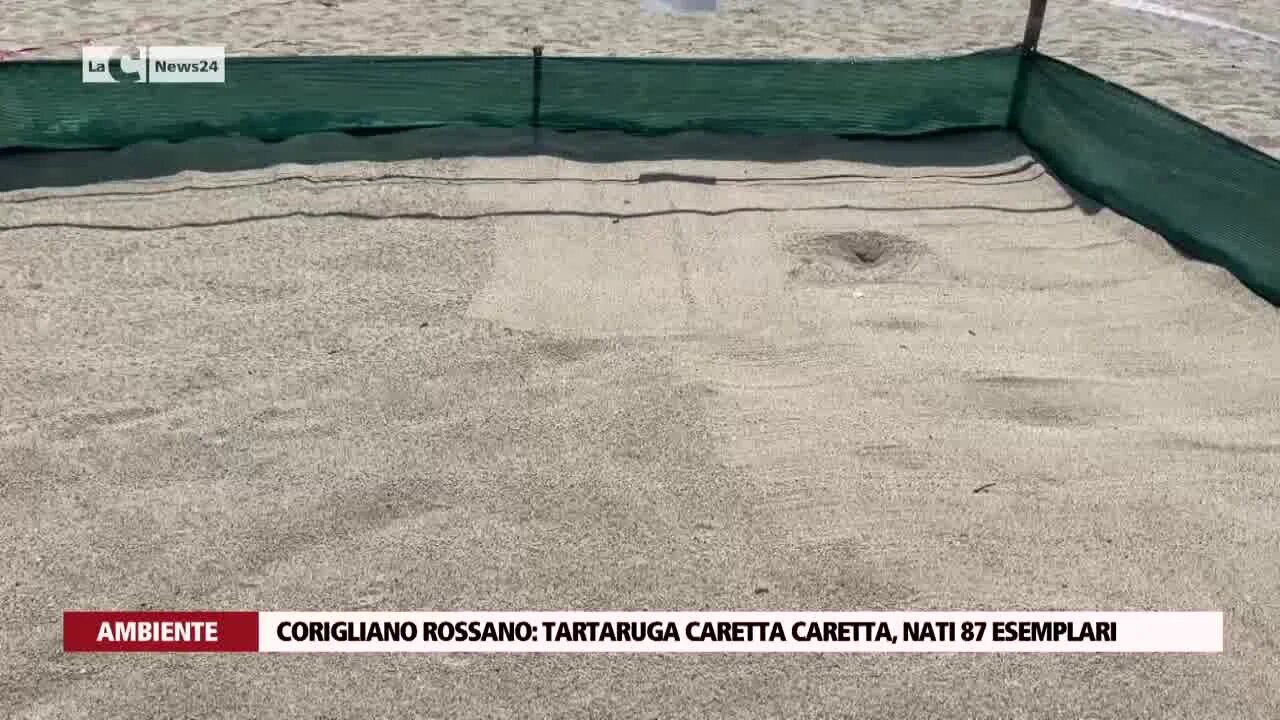 Corigliano Rossano, tartaruga Caretta Caretta, nati 87 esemplari