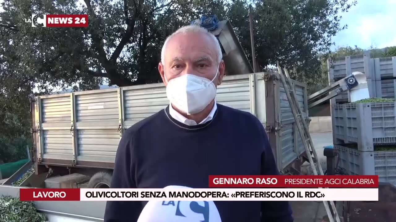 Olivicoltori senza manodopera: «Preferiscono il Reddito di cittadinanza»